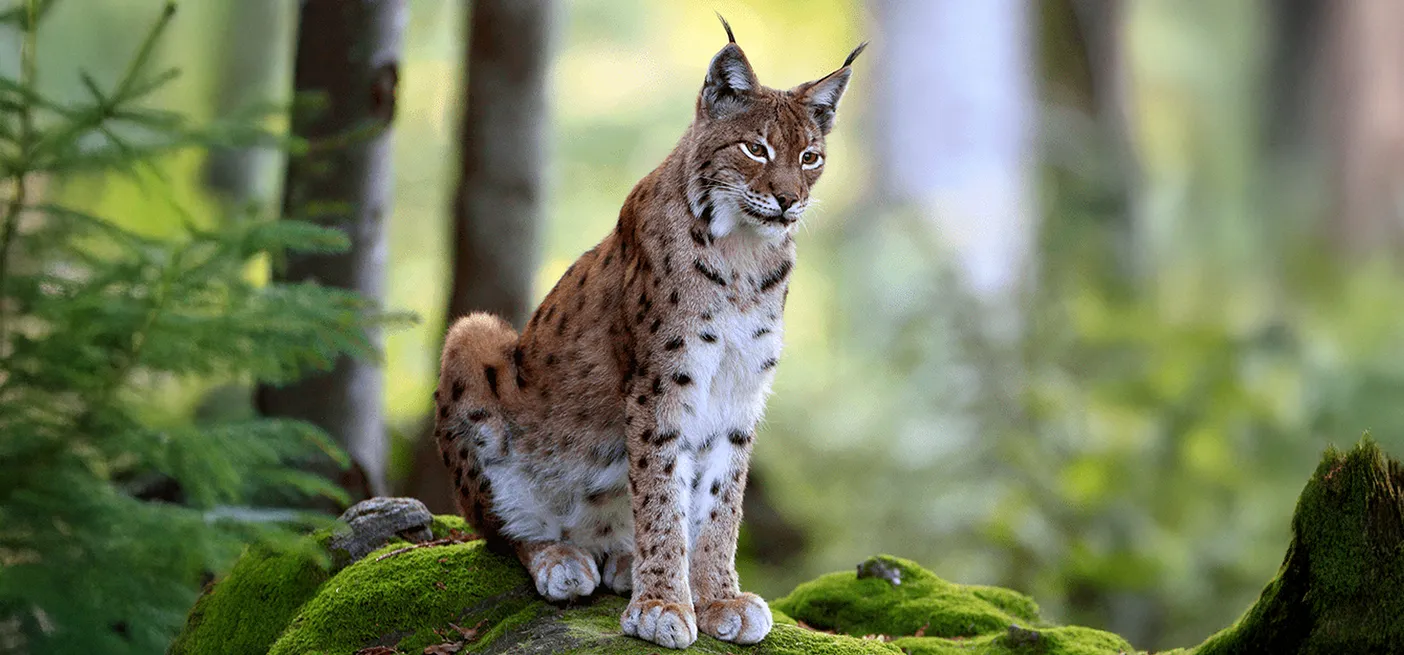Ris (Lynx lynx) čepi v gozdu.