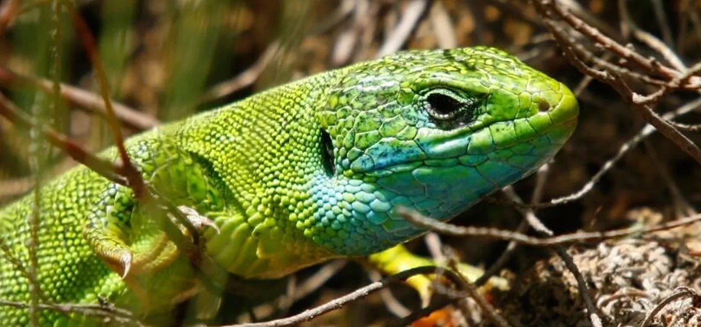 Kuščar zelenec (Lacerta viridis).
