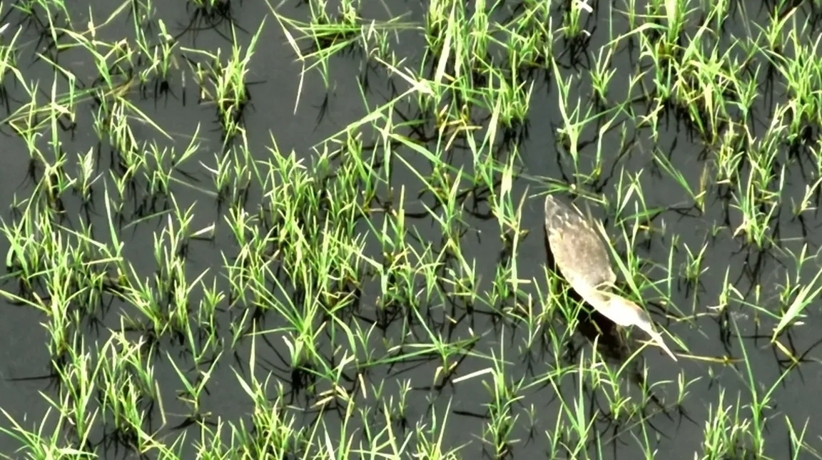 Bobnarica (Botaurus stellaris) med iskanjem hrane sredi trave.