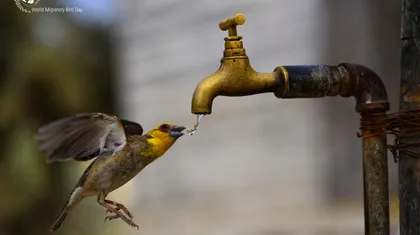 Ptica pije vodo iz pipe