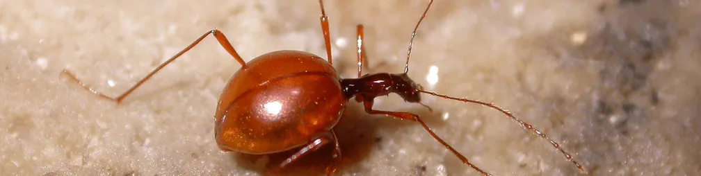 Drobnovratnik (Leptodirus hochenwartii) na jamski podlagi.