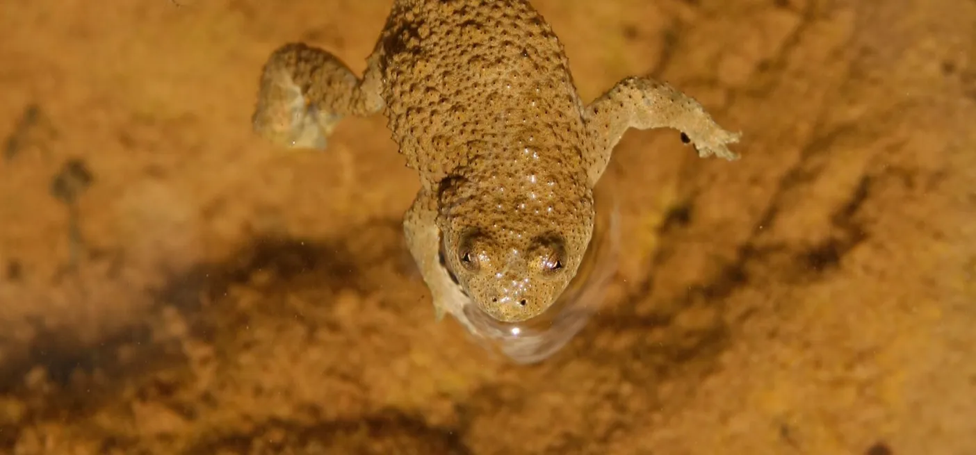 Hribski urh (Bombina variegata) plava v čisti vodi z rjavkastim dnom.