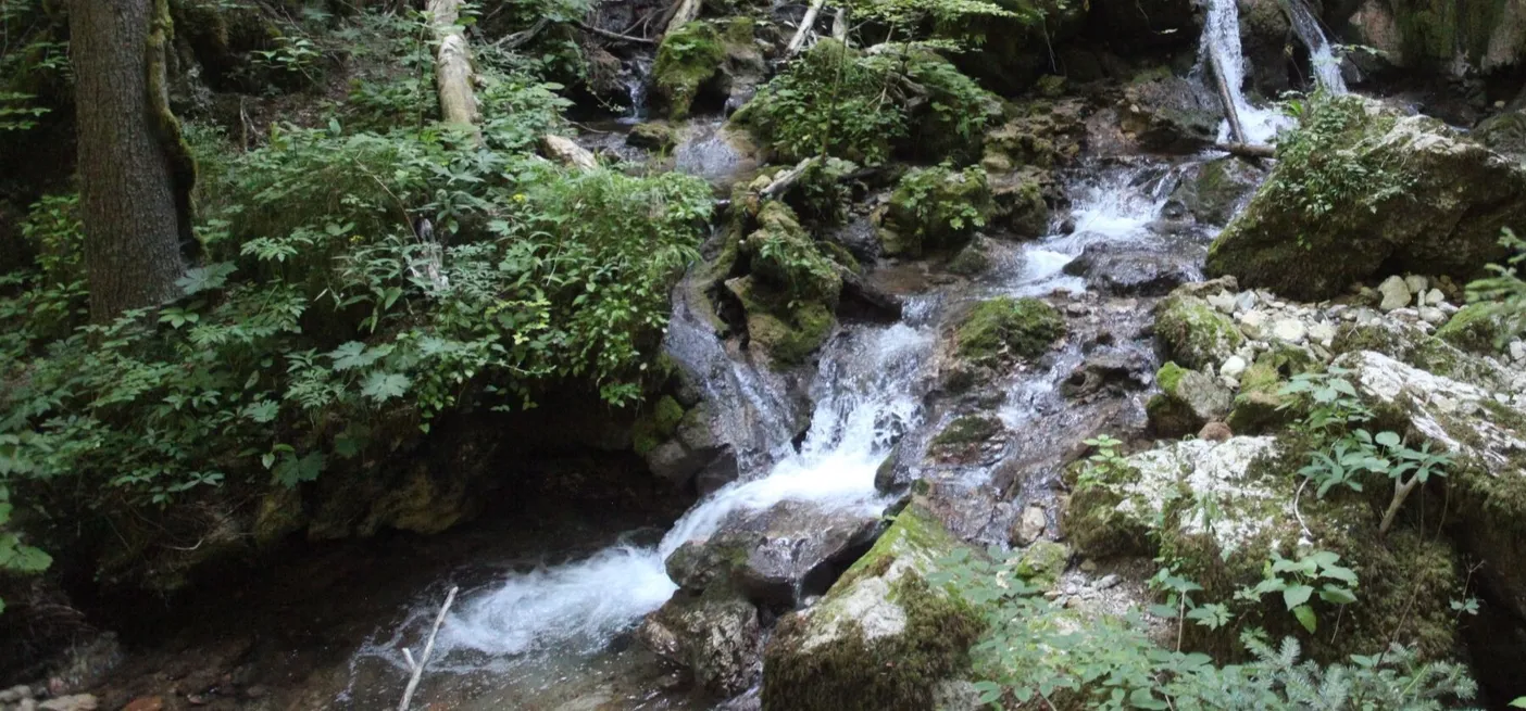 Različno zeleno rastlinje ob reki Iški, ki teče čez skalovje.
