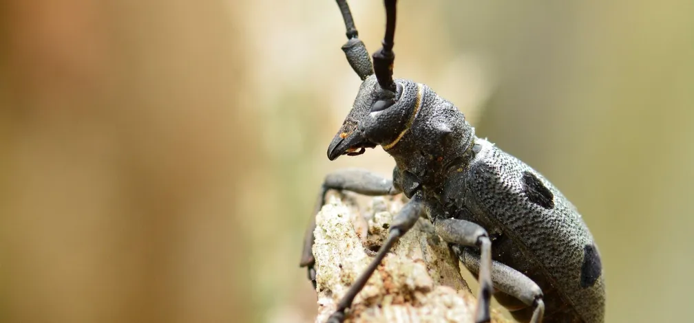 Bukov Kozliček (Morimus funereus) se oklepa olesenele veje.
