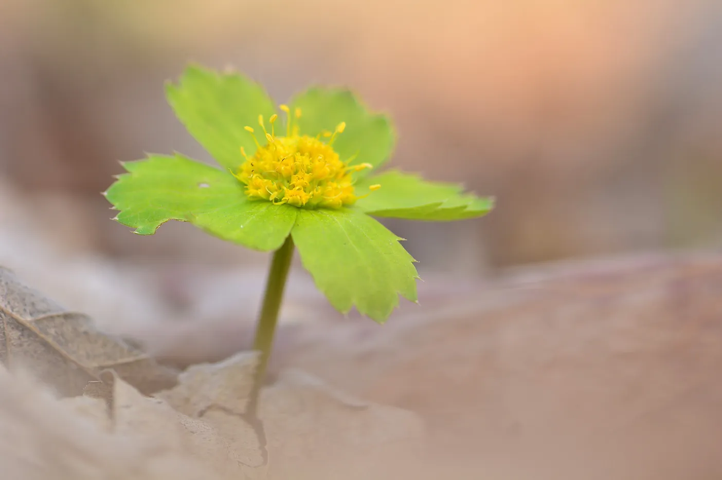 Tevje (Hacquetia epipactis), rastlina z zelenimi listi in rumenim socvetjem.
