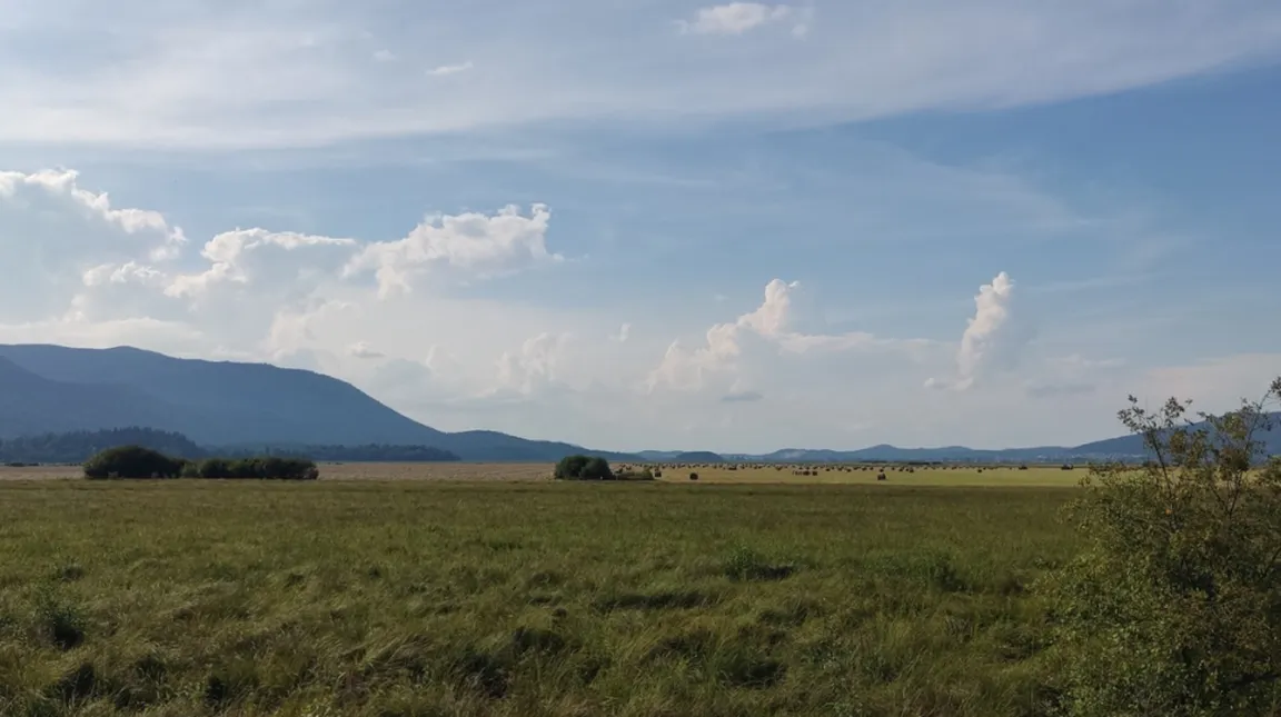 Prostrano mokrišče z visoko travo pod modrim nebom z razpotegnjenimi oblaki, v ozadju se razprostirajo hribi in v daljavi so vidne črne pike – bale pokošene trave