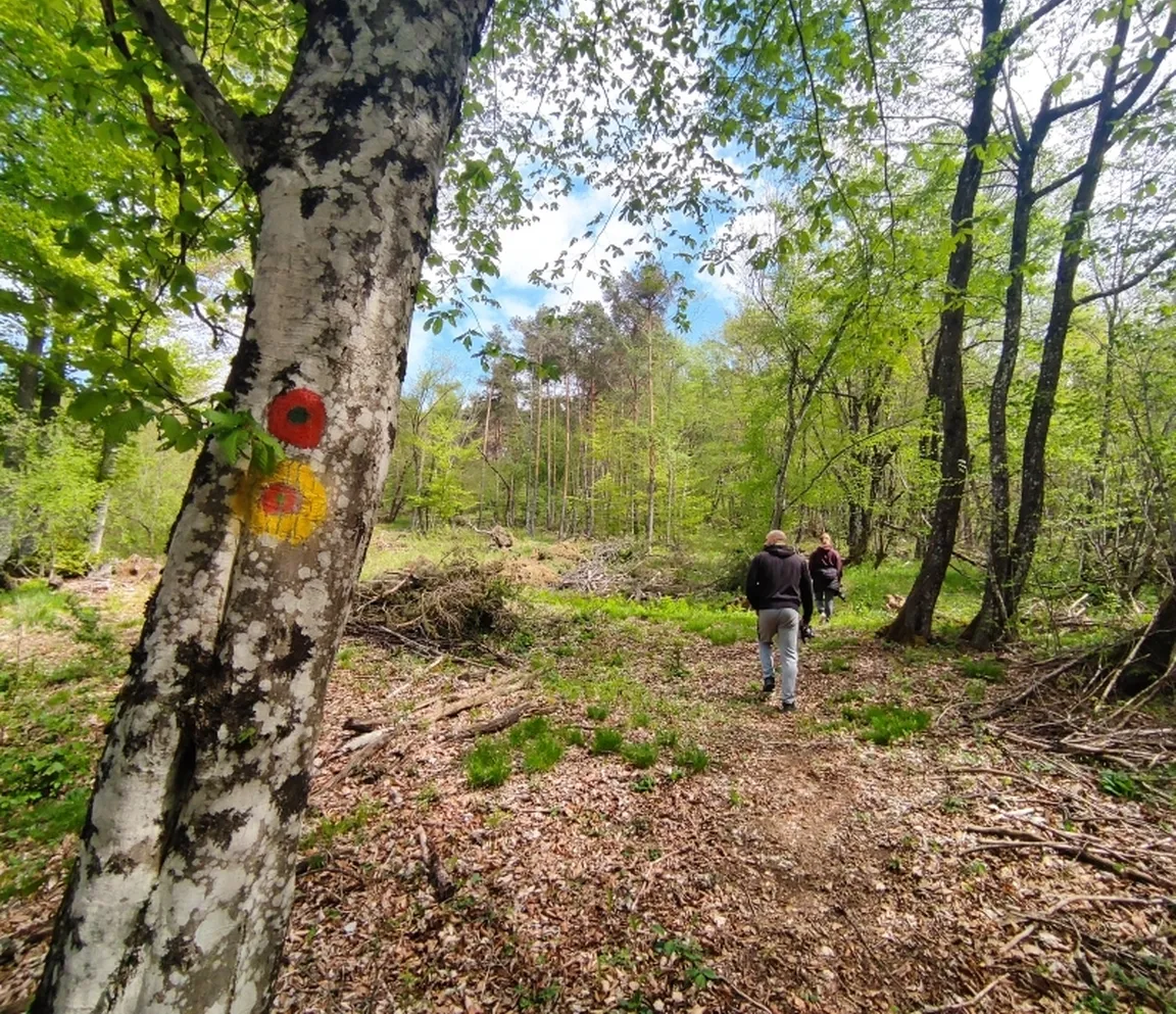 Dva pohodnika, ki se sprehajata v gozdu. Na drevesu sta rdečo-zelena in rumeno-rdeča markacija. Slikano je v času pomladi, ker so nekatera drevesa zelena, nekatera pa še gola.