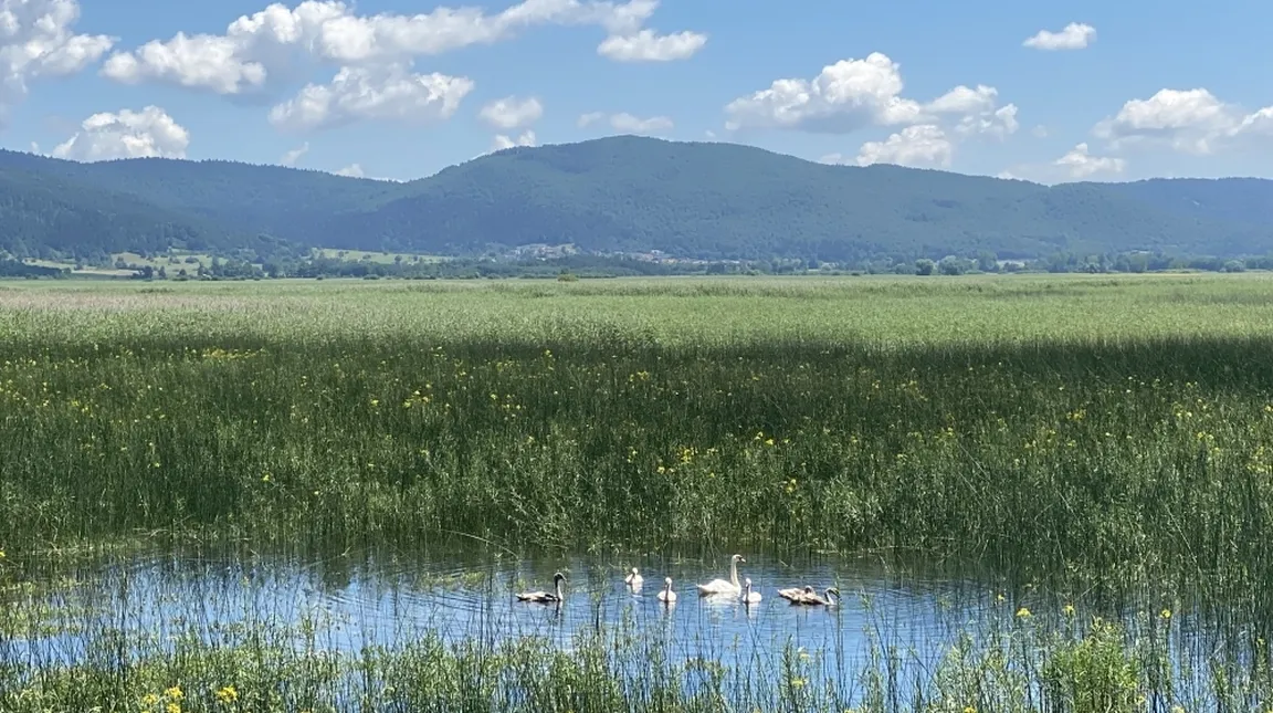 Mirna pokrajina z majhnim ribnikom, obdanim s trstičjem in visoko travo. V vodi plava več labodov, v ozadju pa se raztezajo griči in gore pod modrim nebom z razpršenimi belimi oblaki