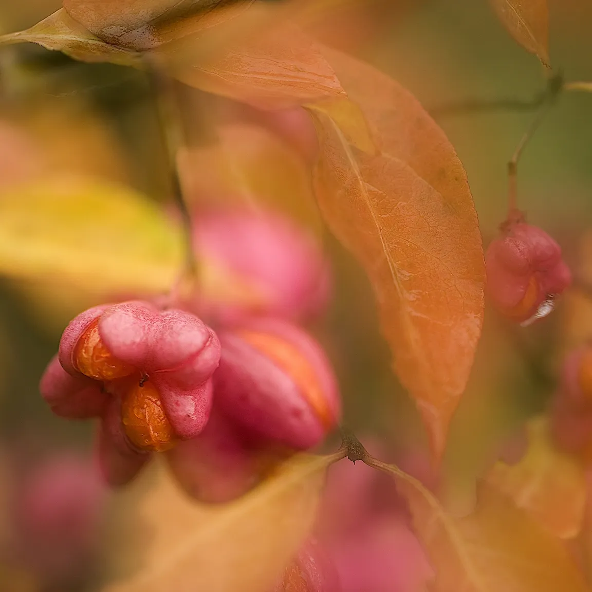 Bližnji posnetek navadne trdoleske (Euonymus europaea) z rožnato-oranžnimi plodovi ali semenskimi ovoji, obdane z rumeno-oranžnimi listi. Ozadje je zamegljeno, kar poudari živahne barve v ospredju.