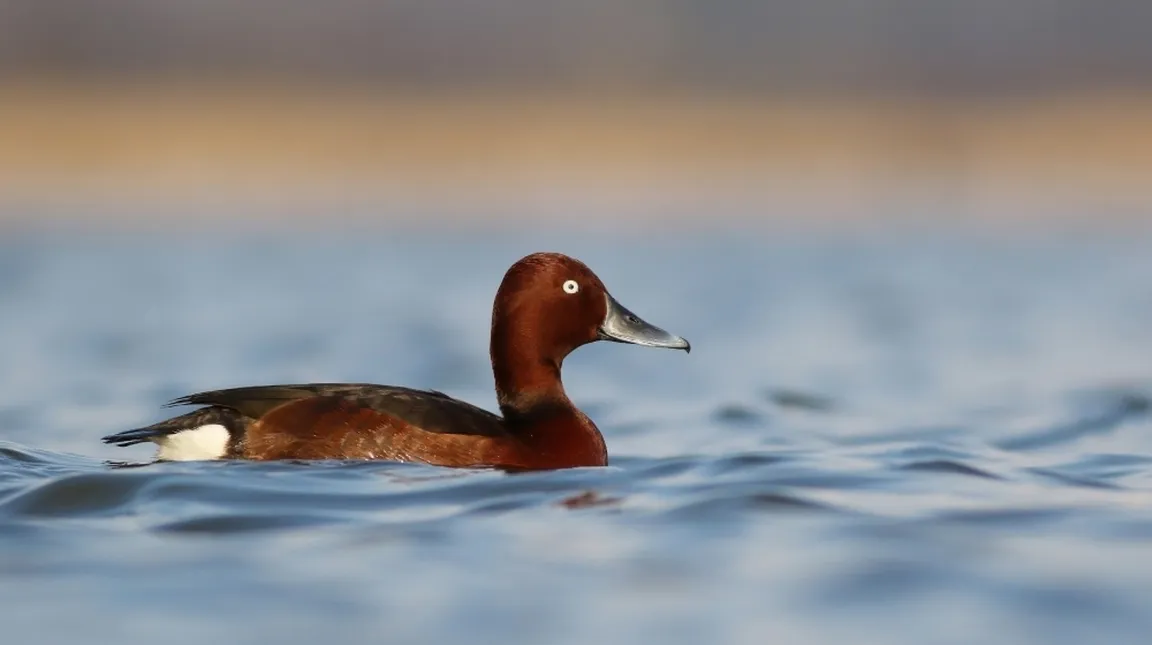 A brown duck with white eyes and a black beak swims in calm blue water. The background is blurred and transitions from beige to blue.