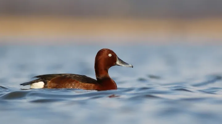 Rjava raca kostanjevka z belim očesom in črnim kljunom plava v mirni modri vodi. Ozadje je zamegljeno in prehaja iz bež v modro barvo.