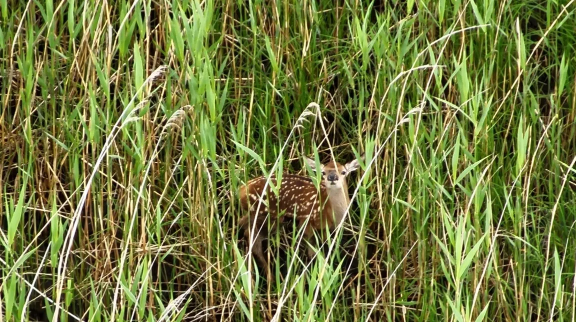 Mladič srne z belimi pikami na hrbtu leži sredi visoke zelene trave, delno skrit in zlit z okolico.