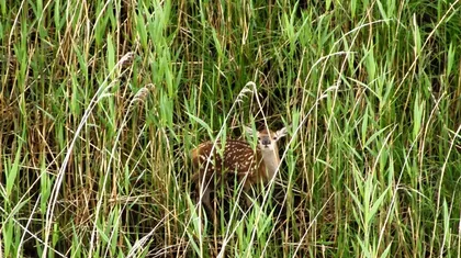Mladič srne z belimi pikami na hrbtu leži sredi visoke zelene trave, delno skrit in zlit z okolico.