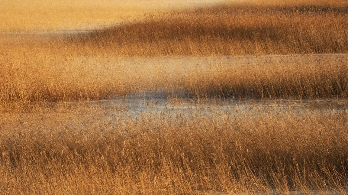 Pokrajina z visoko, zlatorjavo tršco, ki se guga v vetru. Gosta tršca pokriva celotno polje in ustvarjajo vzorec različnih odtenkov zlate in rjave barve pod naravno svetlobo.