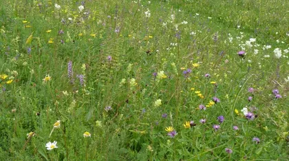 Travnik z različnimi travniškimi cvetlicami in travami. Cvetlice so različnih barv, vključno z rumeno, belo, vijolično in rožnato
