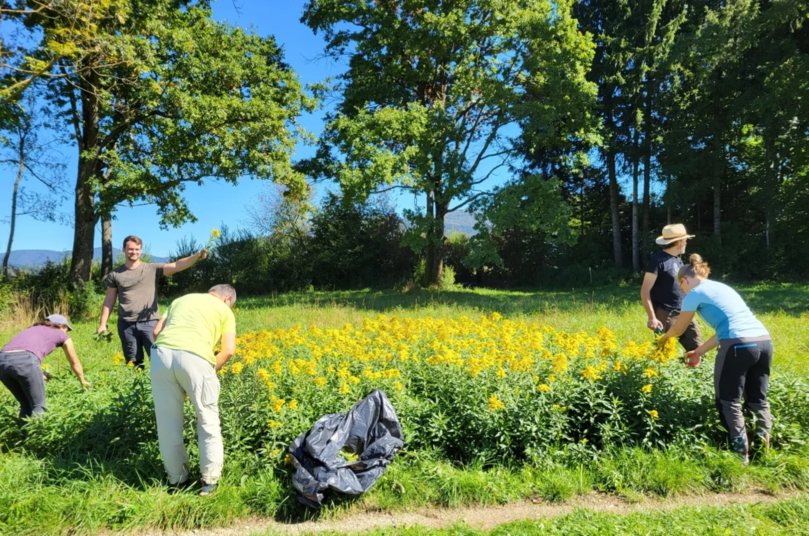 Skupina ljudi na travniku ročno odstranjuje zlato rozgo, invazivno tujerodno rastlino. Na sredini leži odprta črna vreča, okoli pa cveti gosto rastišče rumenih cvetov. V ozadju so visoka drevesa in modro nebo.