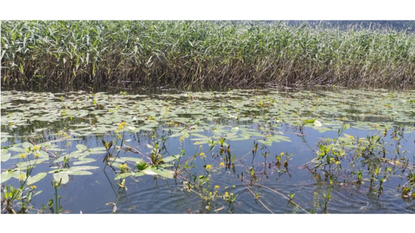 A body of water with green water lilies and yellow flowers, in the background a dense growth of reeds at the water's edge; a natural marsh or wetland scene.