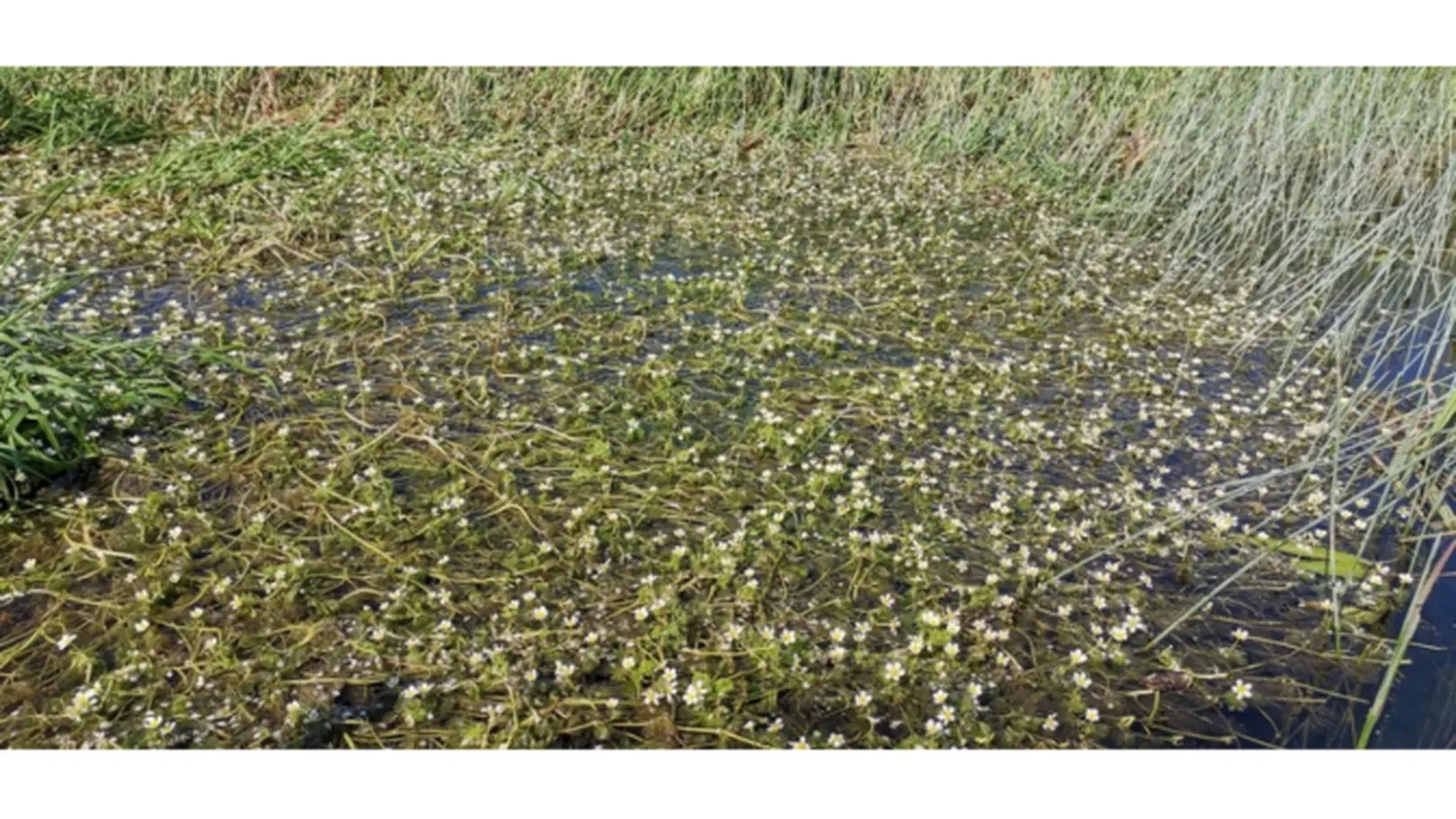 A body of water with small white flowers and green aquatic plants, surrounded by reeds; a natural marsh or wetland scene.