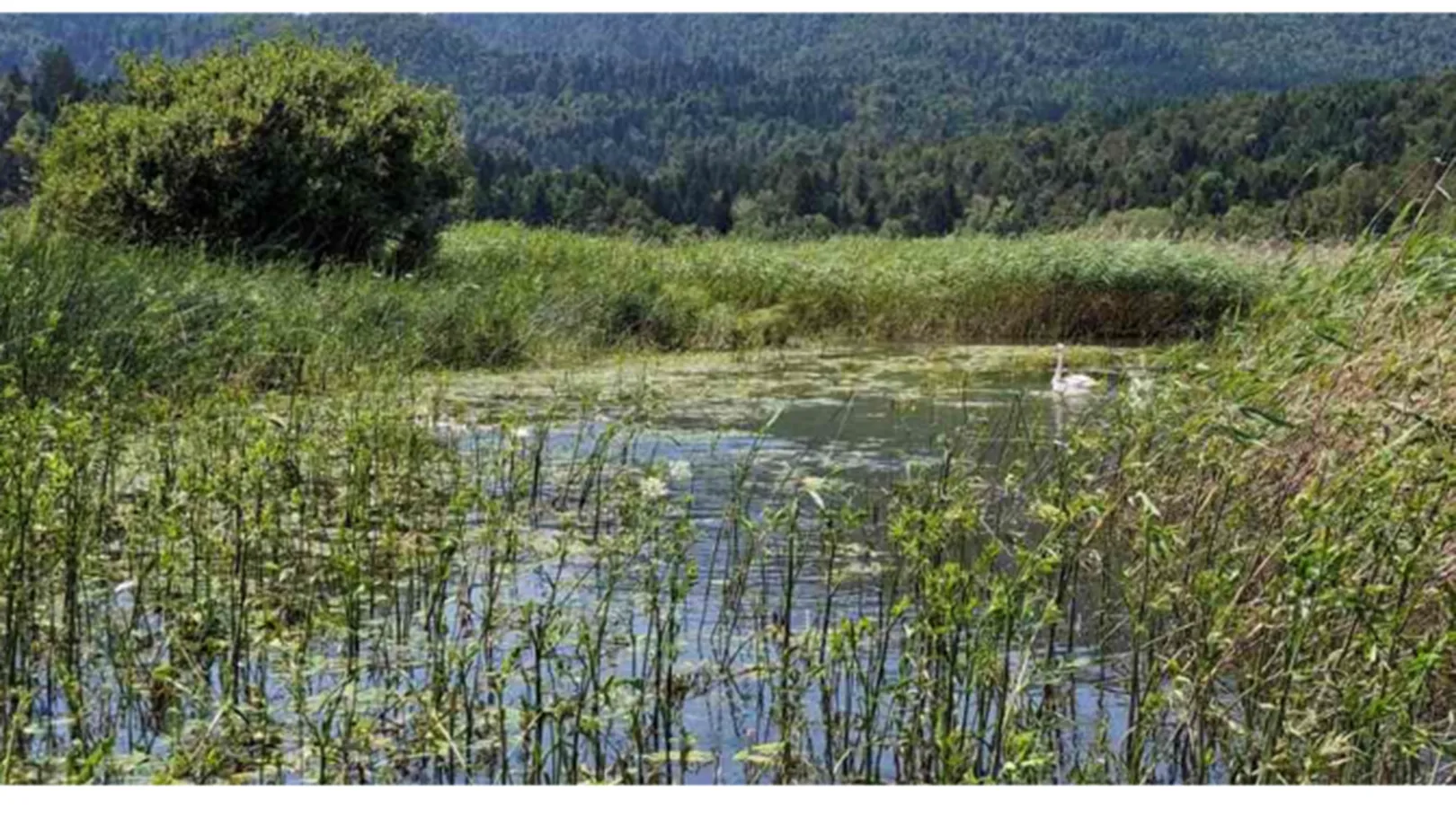 A small, calm body of water, surrounded by tall grasses and reeds, in the background a dense forest reaching up to the hills; aquatic plants are visible on the water surface.
