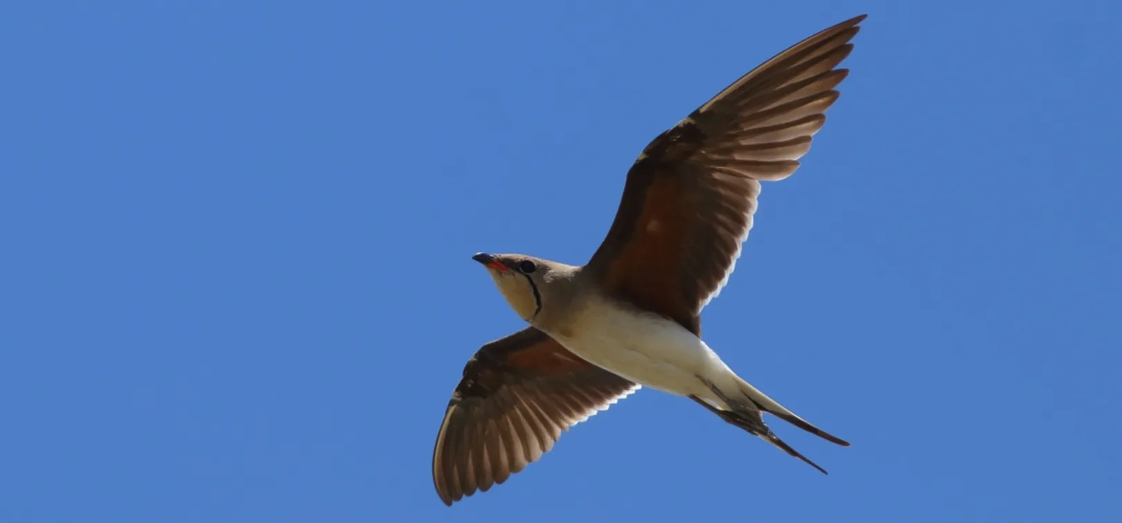 Ptica, rjava komatna tekica, v letu, ujeta od spodaj proti modremu nebu, s široko razprtimi krili in dolgim, razcepljenim repom.