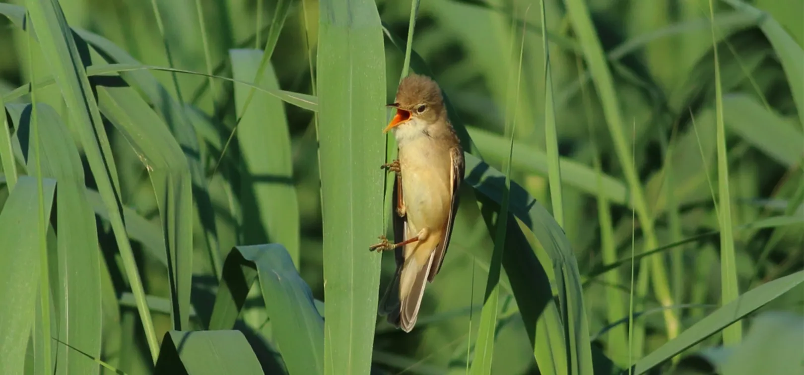 Majhna svetlorjava ptica, srpična trstnica, sedi na visokem zelenem steblu trstičja in ima kljun rahlo odprt.