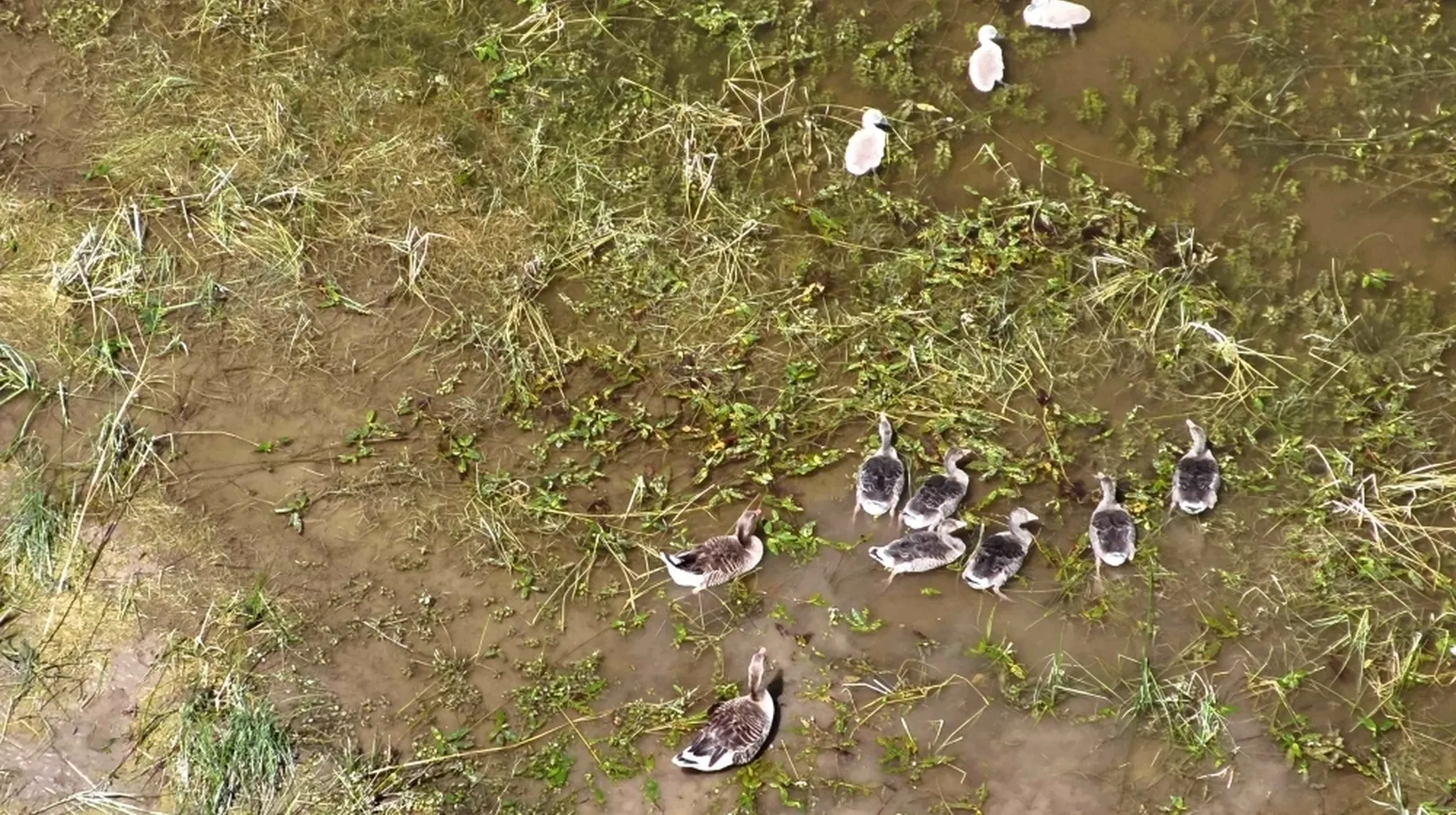 Posnetek od zgoraj prikazuje skupino rac, ki se gibljejo po plitvi vodi z vodnimi rastlinami. Ena skupina rac je temnejše barve, druga skupina svetlejše, razporejene pa so v dveh manjših jatah.