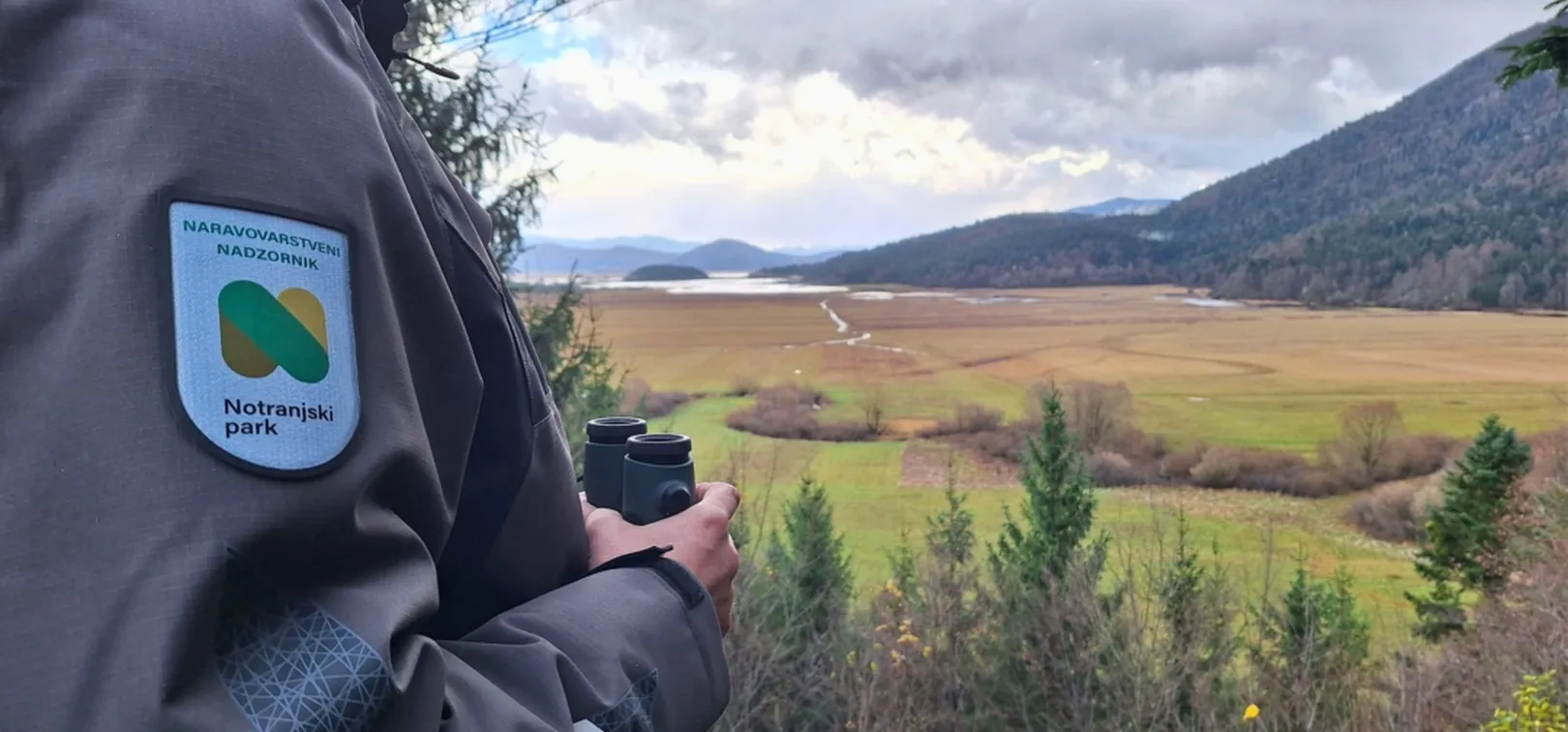 Naravovarstveni nadzornik Notranjskega parka stoji na razgledni točki in opazuje Cerkniško jezero z daljnogledom. Na jakni je vidna oznaka 'Naravovarstveni nadzornik – Notranjski park'. V ozadju se razprostira suha jezerska kotlina z zelenimi in rjavimi travniki, obdana z gozdnatimi hribi in oblačnim nebom.