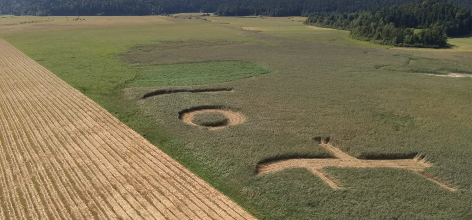 Zračni pogled na pokošeno Cerkniško jezero na levi strani in obsežno travnato ter močvirnato območje na desni. V trstičju so izrezane velike geometrijske oblike, vključno s krogom, linijo in nepravilno obliko, ki predstavljajo mikrohabitate. V ozadju je gozd ob robu ravnine.