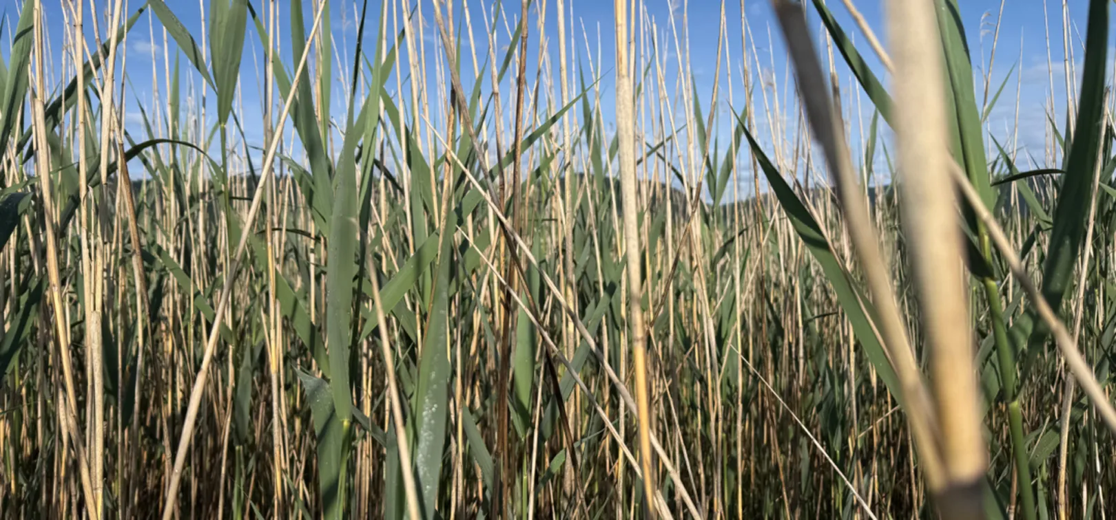 Gost pas visokega, zelenega trstičja in suhih stebel ob jasnem modrem nebu; v ospredju so ostri listi trave in navpična stebla, ki zapolnjujejo večino kadra.