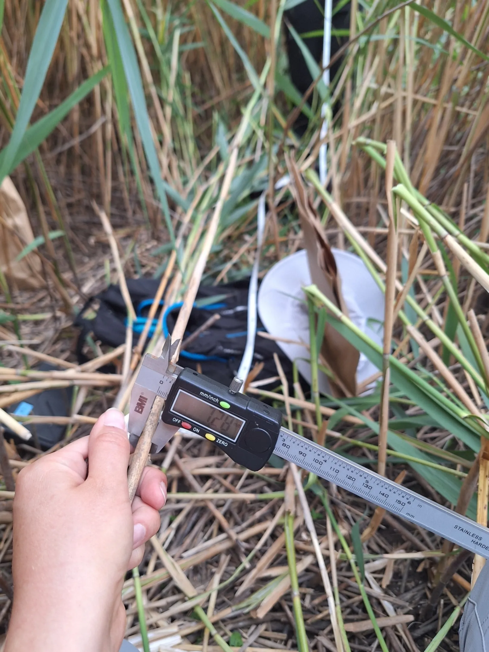 Roka drži merilni trak med gostim trstjem in travnimi stebli. Med rastlinjem je delno viden predmet svetle in temne barve, okoli njega pa suha in zelena močvirska vegetacija.