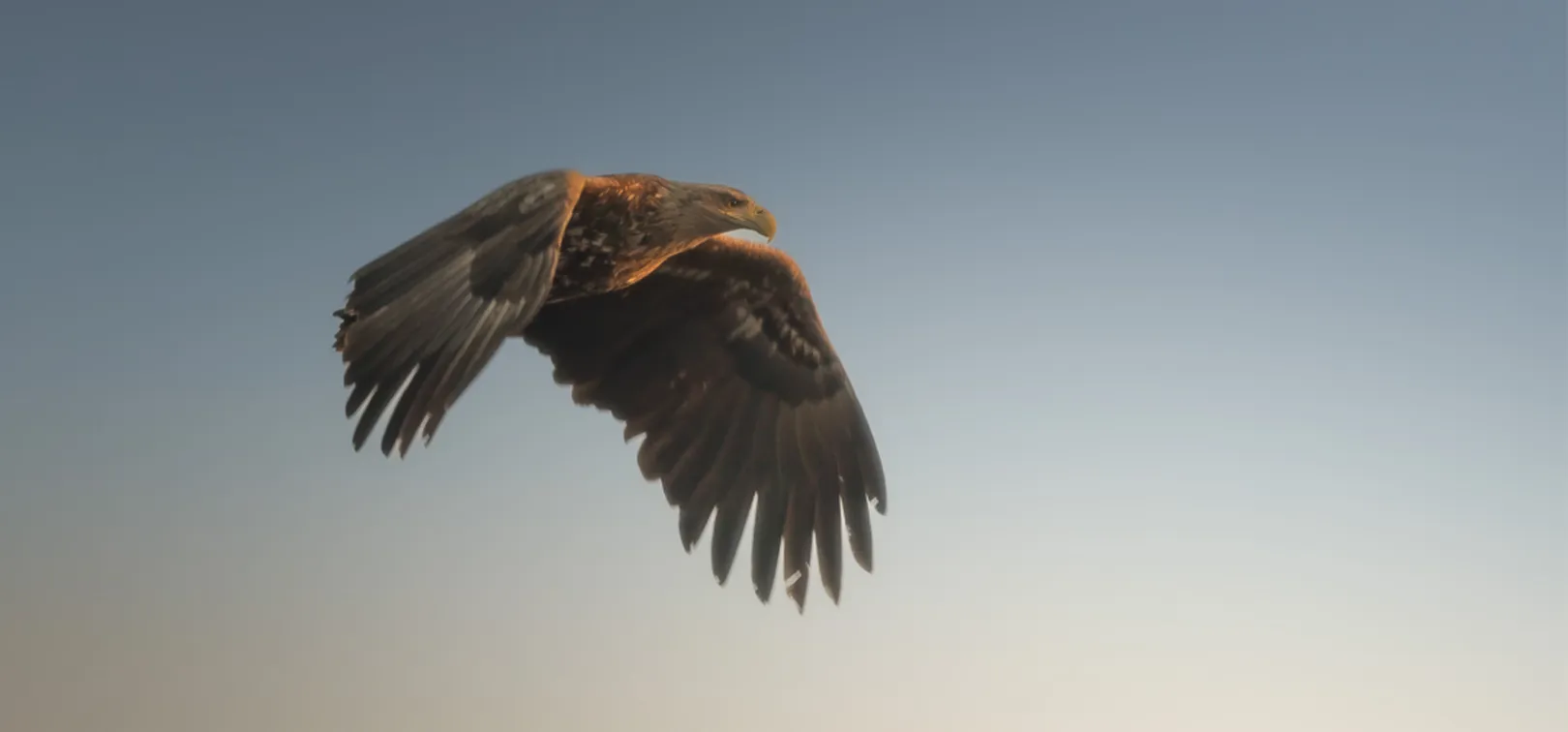 Orel, ki z razprtimi krili jadra po nebu, obsijan s toplo svetlobo na jasnem ozadju