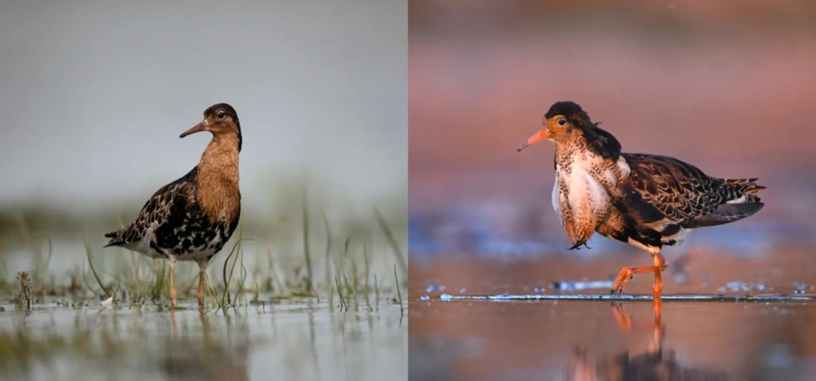 Dve fotografiji togotnika z dolgimi nogami v plitvi vodi; na levi stoji ptica z rjavimi in črnimi lisami, na desni pa ptica z bolj izrazitim barvnim perjem in napihnjenim vratnim perjem.