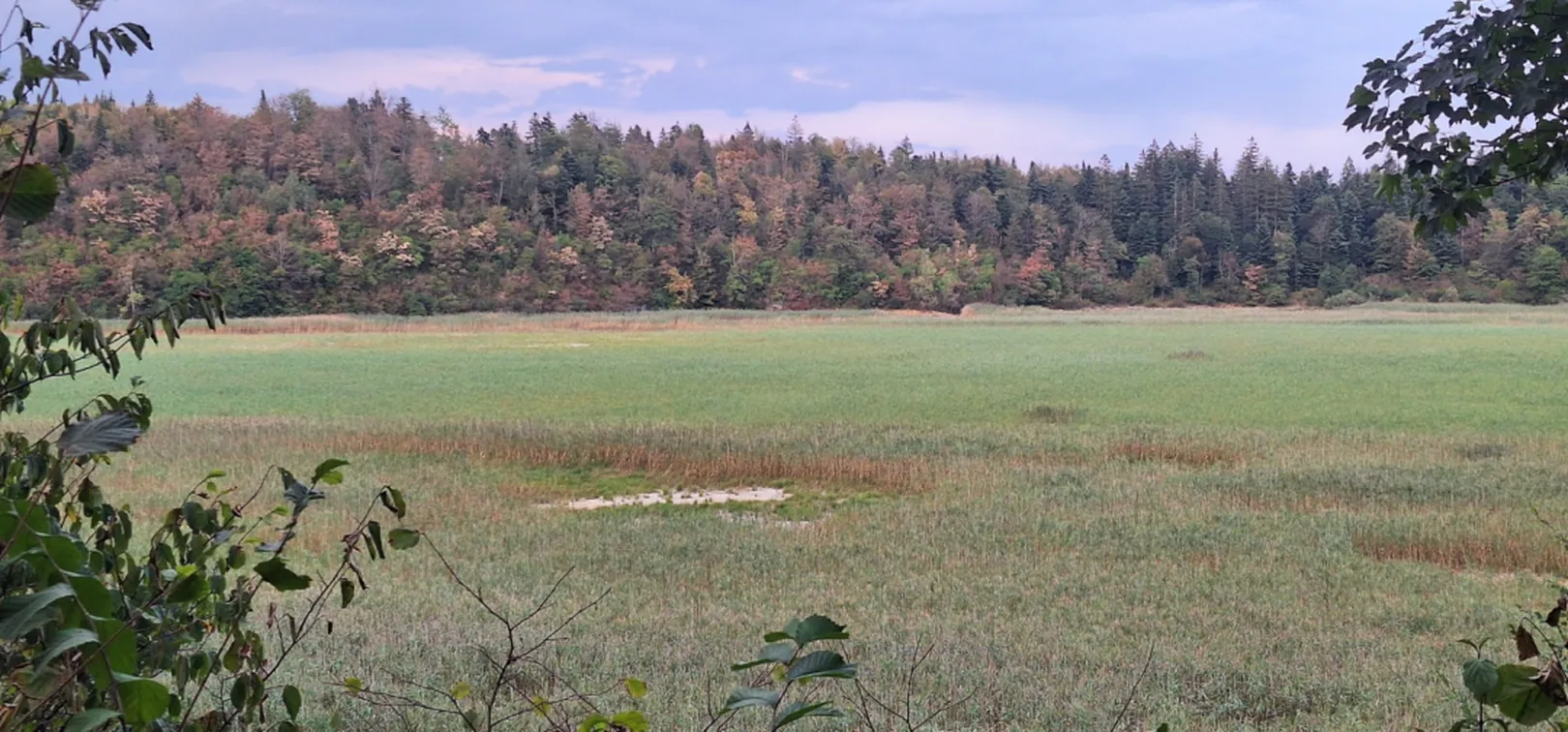 Pogled na obsežno mokrotno travišče z nizko vegetacijo. Na sredini travnika je manjša zaplata odprte vode, v ozadju pa se razprostira strnjen gozd. Fotografija je posneta z roba travišča, kjer so v ospredju vidne veje in listi grmovja.