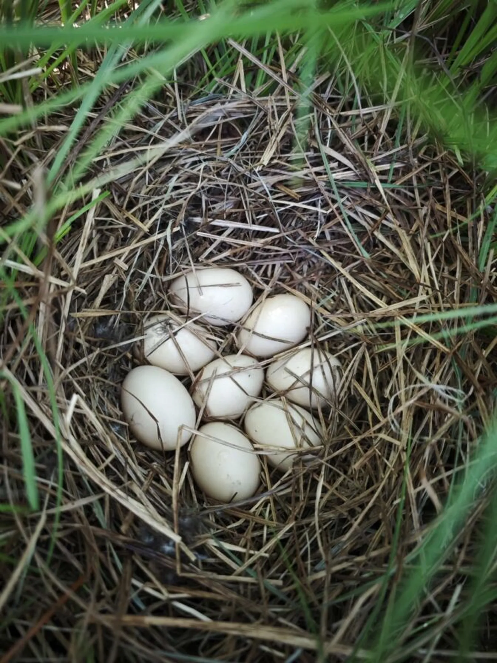 Ptičje gnezdo iz suhe trave in vejic z osmimi belimi jajci, postavljeno med zeleno travo.