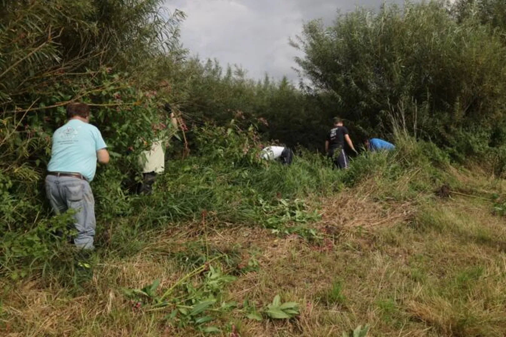 Skupina vsaj petih ljudi dela v gosto poraščenem območju z visoko travo in grmovjem, kjer očitno čistijo ali režejo vegetacijo. Nebo je oblačno, kar nakazuje možnost dežja.